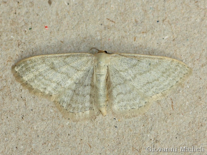 Idaea subsericeata? S